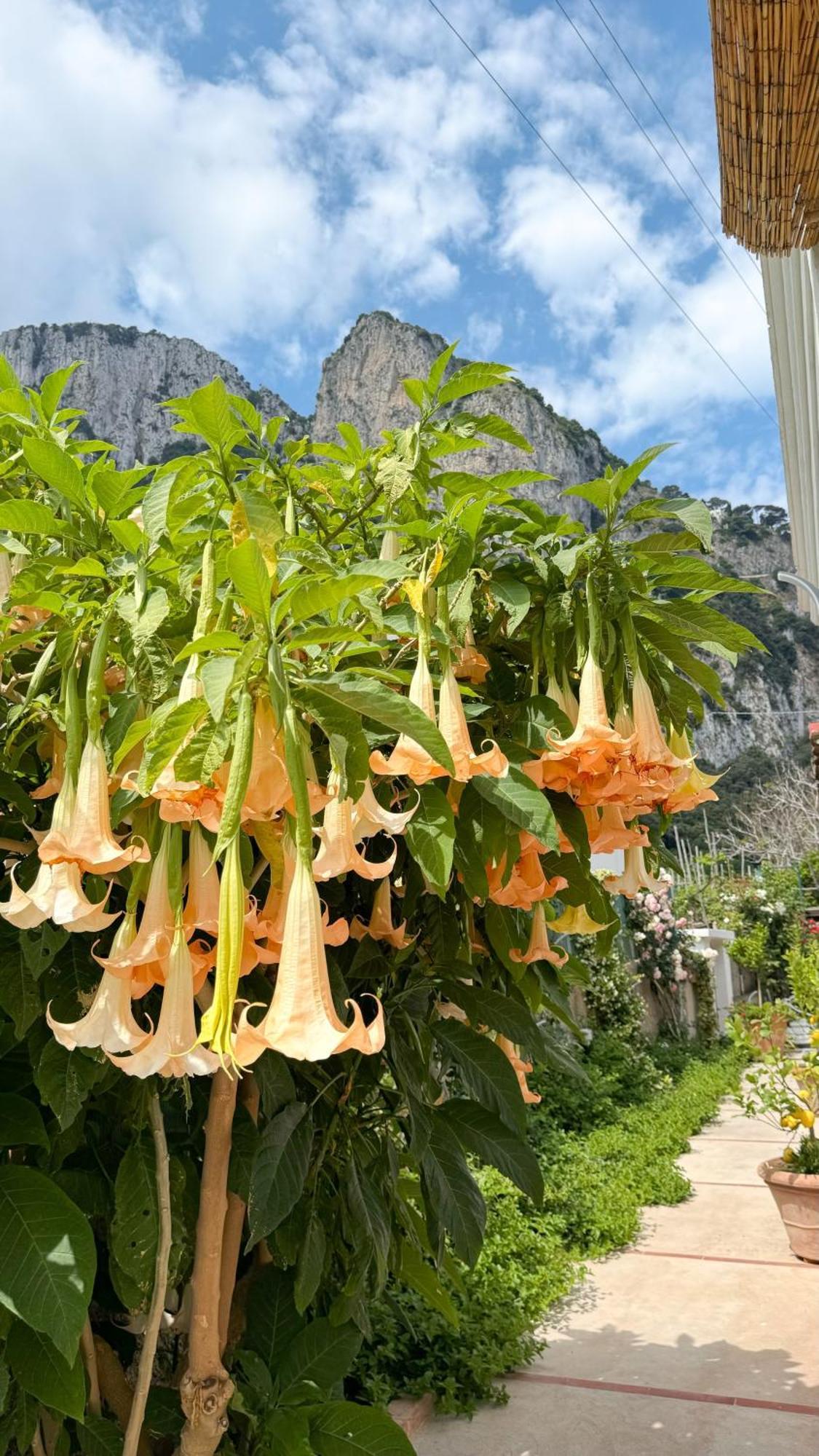 Il Cigno B&B Capri Buitenkant foto
