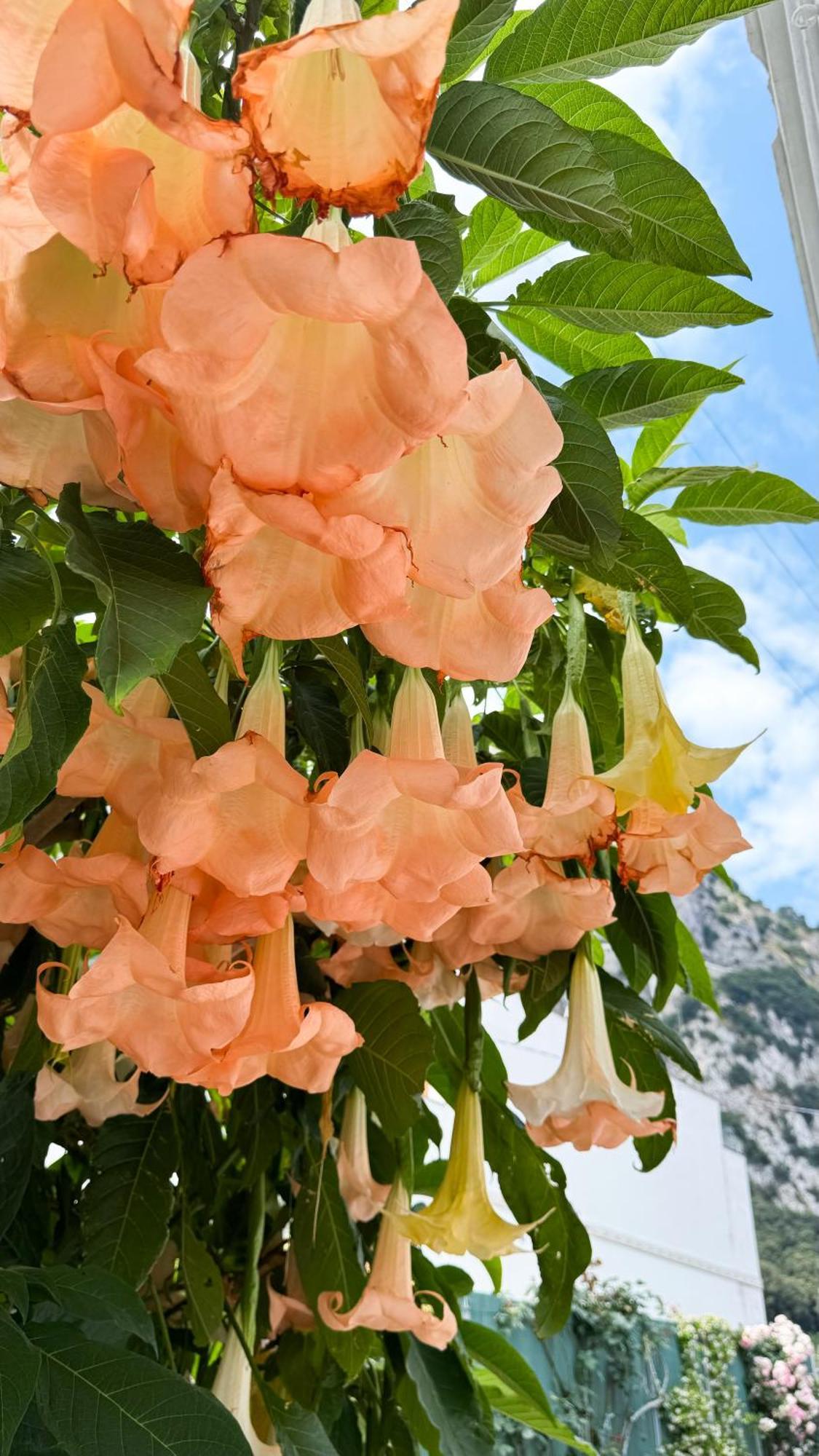 Il Cigno B&B Capri Buitenkant foto